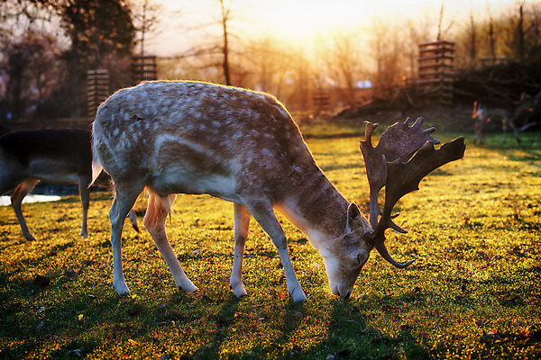 포토 JPG 해외이미지 동물 남자 길 야생동물 신체 포유류 자연 아침 털 뿔 핀란드 3 사람없음 야외 초록색 반려동물 갈색 머리 달러 어둠 산책 입 방목 망토 북극 먹기 트로피 코 꼬리 사냥 숨기 신발장 웅장함 전국 찰과상 해외포토 주간 컬러 돈 모션 휴식 북유럽 사람 신체부위 축산업 상처 극지방 상_우승 생태계 파일형식 이미지허브