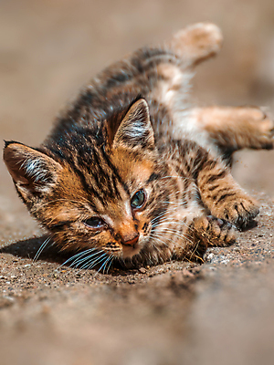포토 JPG 해외이미지 동물 한마리 1 응시 행복 얼굴 포즈 포유류 자연 휴식 수염 주택 털 실내 사랑 앉기 성인 사람없음 반려동물 뷰티 머리 고양이 가축 줄무늬 회색 모피 자르기 호기심 귀 육식동물 부드러움 얼룩무늬 솜털 고립 기르기 해외포토 시선 감정 컬러 컨셉 무늬 모션 사람 내부 건물 신체부위 감각 생태계 돌봄 파일형식 이미지허브