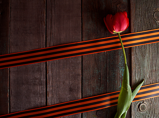 포토 JPG 해외이미지 감정 별 리본 지구 사람없음 빨간색 기쁨 튤립 축하 9 날짜 큼 5월 심볼 전쟁 육군 질서 애국심 소비에트 전국 필승 해외포토 자연요소 꽃 컬러 컨셉 군대 숫자 예절 우승 크기 파일형식 이미지허브