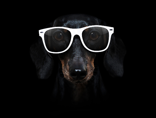 포토 JPG 해외이미지 동물 모델 응시 실루엣 얼굴 백그라운드 흑백 그림자 사람없음 빛 스마트폰 반려동물 선글라스 머리 유행 검은색 사진촬영 어둠 회색 우아함 닫기 개 강아지 작음 시원함 무서움 닥스훈트 각도 드라마 고립 심각 어안 스타일 해외포토 시선 감정 안경 컬러 컨셉 포유류 모션 촬영기법 신체부위 핸드폰 스마트기기 촬영 크기 파일형식 이미지허브