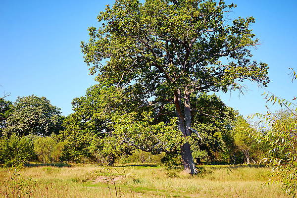 포토 JPG 해외이미지 나무 식물 1 계절 실루엣 여행 백그라운드 잎 밭 농업 자연 하늘 풍경 사람없음 야외 목재 초록색 여름 파란색 빛 햇빛 태양 농장 갈색 노란색 환경 맑음 힘 일몰 봄 가을 시골 신선 큼 심볼 잡동사니 수목 옛날 웅장함 혼자 해외포토 자연요소 산업 컬러 재료 날씨 촬영기법 노을 크기 생태계 파일형식 이미지허브