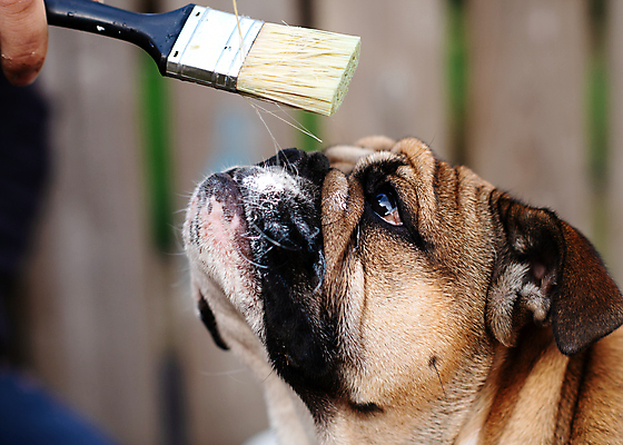 포토 JPG 해외이미지 응시 행복 얼굴 관계 모션 자연 안내 사랑 서기 사람없음 야외 반려동물 갈색 걷기 페인트 우정 성장 붓 주름 수리 개 강아지 작음 몸단장 송곳니 동반자 유래 특별함 해외포토 동물 시선 감정 컬러 컨셉 포유류 신체부위 친구 치아 크기 생태계 파일형식 이미지허브