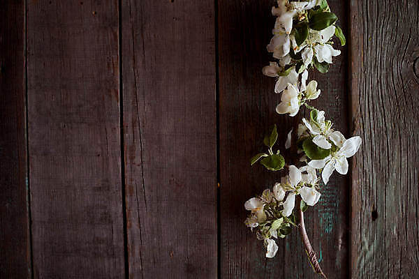포토 JPG 해외이미지 감정 별 리본 지구 사람없음 빨간색 기쁨 튤립 축하 9 날짜 큼 5월 심볼 전쟁 육군 질서 애국심 소비에트 전국 필승 해외포토 자연요소 꽃 컬러 컨셉 군대 숫자 예절 우승 크기 파일형식 이미지허브