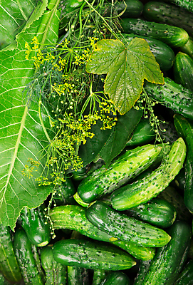 포토 JPG 해외이미지 채소 오이 사람없음 초록색 향신료 많음 해외포토 컬러 컨셉 향미료 파일형식 이미지허브