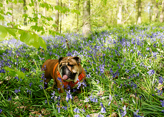 포토 JPG 해외이미지 행복 얼굴 포유류 잉글랜드 사랑 사람없음 야외 초록색 반려동물 갈색 머리 흰색 주름 개 작음 황소 불독 송곳니 프랑스어 기르기 블루벨 유래 해외포토 동물 문자 감정 컬러 영국 신체부위 소 치아 크기 돌봄 파일형식 이미지허브
