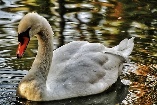 포토 JPG 해외이미지 주간 한마리 호수 사람없음 야외 백조 해외포토 자연요소 1 조류 파일형식 이미지허브