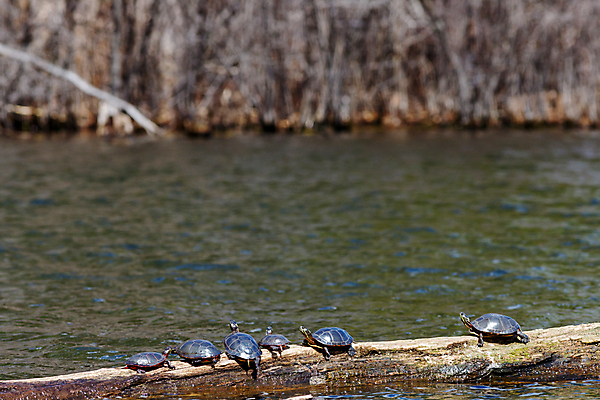 포토 JPG 해외이미지 동물 호수 야생동물 파충류 자연 휴식 따뜻함 사람없음 야외 물 빛 햇빛 태양 맑음 침묵 공백 젖음 껍질 연못 뜨거움 거북이 습지 6 생물학 통나무 온도 내추럴 카피스페이스 해외포토 자연요소 나무 교육 컨셉 날씨 숫자 소리 생태계 파일형식 이미지허브