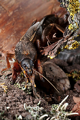 포토 JPG 해외이미지 동물 야생동물 곤충 농업 절지류 신체 날개 자연 생물 안테나 사람없음 갈색 정원 점프 해충 벌레 스웨터 지하 메뚜기 고립 귀뚜라미 단아함 두더지 해외포토 산업 컬러 상의 통신 모션 생태계 파일형식 이미지허브