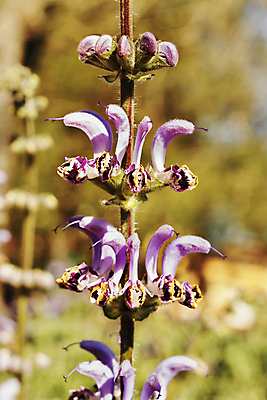 포토 JPG 해외이미지 식물 꽃 꽃무늬 자연 건강 사람없음 야외 햇빛 약 정원 맑음 봄 벚꽃 시골 신선 양념 허브 녹색배경 내추럴 세이지 해외포토 계절 백그라운드 무늬 의학 날씨 초록색 태양 생태계 파일형식 이미지허브