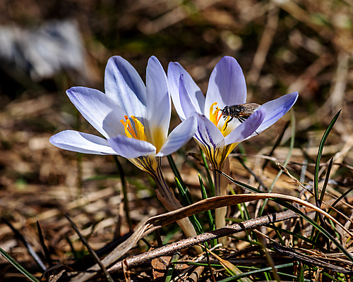 포토 JPG 해외이미지 식물 동물 계절 공원 꽃잎 꽃 분홍색 곤충 백그라운드 꽃무늬 밭 자연 사람없음 야외 초록색 컬러풀 뷰티 노란색 정원 보라색 봄 들꽃 벚꽃 개화 꿀벌 수분 벌 다발 제비꽃 원예 꽃가루 꿀 내추럴 사프란 해외포토 공공시설 컬러 무늬 농업 취미 벌_곤충 가루 향신료 생태계 파일형식 이미지허브