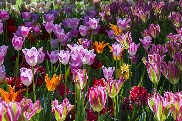 포토 JPG 해외이미지 식물 계절 꽃잎 꽃 분홍색 꽃다발 결혼 백그라운드 잎 꽃무늬 밭 오렌지 자연 발렌타인데이 선물 사랑 사람없음 야외 장식 가로 빨간색 초록색 여름 빛 컬러풀 뷰티 노란색 정원 봄 튤립 벚꽃 흰색 신선 개화 우아함 꽃집 네덜란드 라일락 암스테르담 많음 해외포토 감정 유럽 컬러 컨셉 무늬 농업 과일 데이이벤트 이벤트 상점 생태계 파일형식 이미지허브