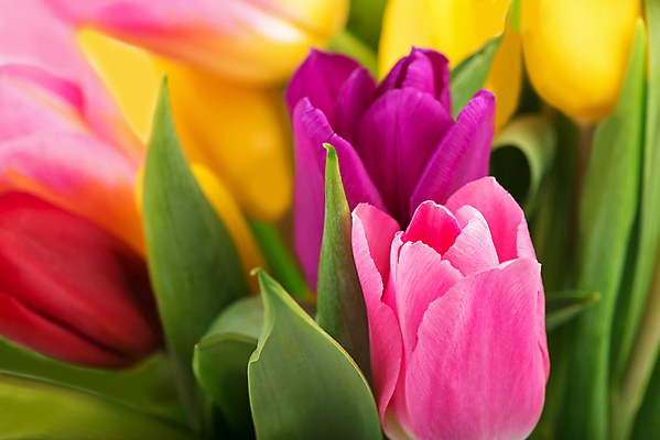 포토 JPG 해외이미지 여러송이 잎 봄꽃 실내 근접촬영 사람없음 튤립 해외포토 식물 꽃 뷰포인트 다수 내부 봄 파일형식 이미지허브