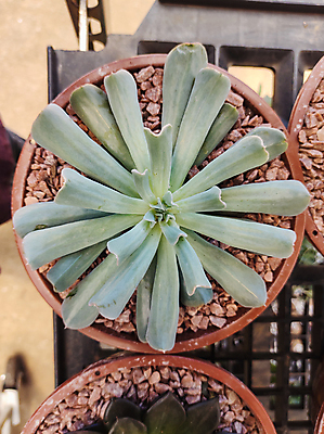 포토 JPG 해외이미지 식물 백그라운드 잎 자연 사람없음 장식 초록색 여름 뷰티 정원 사막 신선 냄비 원예 내추럴 해외포토 계절 컬러 취미 솥 생태계 파일형식 이미지허브