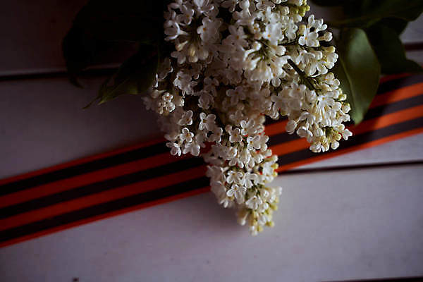 포토 JPG 해외이미지 감정 별 리본 지구 사람없음 빨간색 기쁨 튤립 축하 9 날짜 큼 5월 심볼 전쟁 육군 질서 애국심 소비에트 전국 필승 해외포토 자연요소 꽃 컬러 컨셉 군대 숫자 예절 우승 크기 파일형식 이미지허브