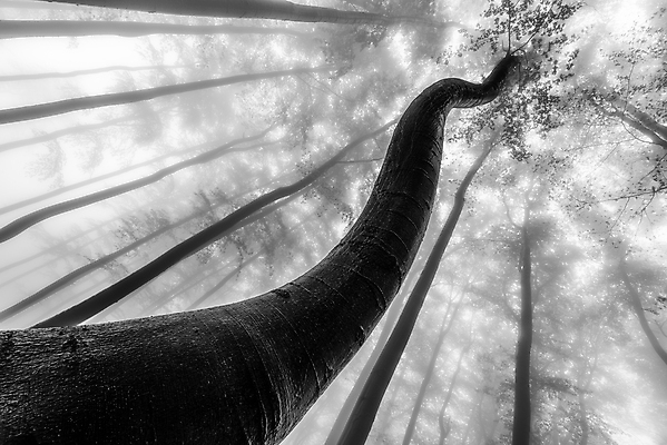 포토 JPG 해외이미지 모양 나무 식물 계절 공원 백그라운드 잎 자연 하늘 날씨 왕관 흑백 사람없음 야외 목재 가로 환경 성장 나뭇가지 시골 그룹 정상 숲 큼 장면 나무껍질 내추럴 뿌연 해외포토 공공시설 재료 촬영기법 껍질 크기 생태계 파일형식 이미지허브