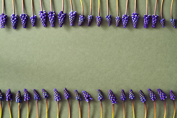 포토 JPG 해외이미지 식물 계절 꽃 종이 컨셉 자연 부활절 사람없음 초록색 파란색 봄 벚꽃 내추럴 줄서기 카피스페이스 어머니의날 해외포토 기념일 컬러 모션 공백 생태계 미국문화 파일형식 이미지허브