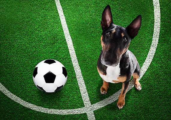 포토 JPG 해외이미지 동물 유럽 스포츠 운동화 밭 축구공 공 놀이 건강 사람없음 컵 선글라스 세계 축구 경쟁 경기장 기차 게임 우승 부채 유머 황금 개 가죽 테리어 트로피 메달 연습 체육관 점수 고립 골 마스코트 승자 챔피언 플레이어 해외포토 식기 감정 나라 안경 육상교통 신발 컨셉 농업 축구용품 포유류 스포츠시설 대중교통 구기 최고 상_우승 상_상패 파일형식 이미지허브