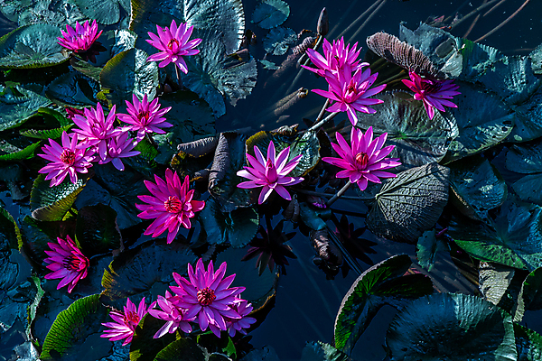 포토 JPG 해외이미지 식물 공원 꽃잎 꽃 아시아 화분 호수 분홍색 꽃다발 여행 백그라운드 잎 꽃무늬 밭 태국 자연 사람없음 야외 초록색 물 컬러풀 뷰티 환경 정원 보라색 봄 성장 벚꽃 나뭇가지 시골 연못 신선 개화 운하 내추럴 해외포토 자연요소 나무 계절 공공시설 나라 컬러 무늬 농업 생태계 파일형식 이미지허브