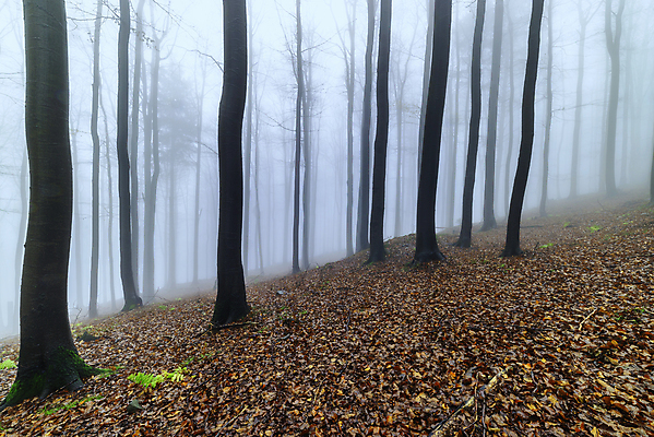포토 JPG 해외이미지 모양 나무 식물 계절 공원 유럽 여행 잎 자연 아침 날씨 서기 사람없음 야외 목재 가로 평화 환경 안개 나뭇가지 신선 황무지 숲 생태계 장면 내추럴 뿌연 삼림지대 해외포토 주간 공공시설 나라 컨셉 재료 모션 파일형식 이미지허브