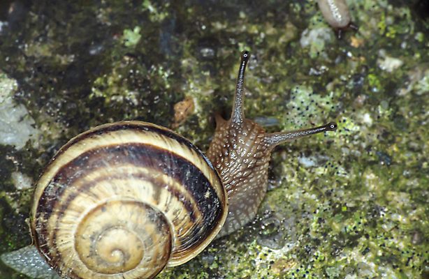 포토 JPG 해외이미지 주간 한마리 사람없음 야외 땅 기어가기 해외포토 자연요소 1 모션 파일형식 이미지허브