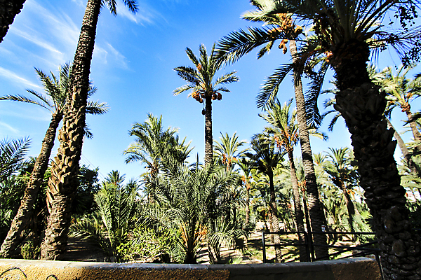 포토 JPG 해외이미지 하늘 사람없음 야자수 해외포토 나무 파일형식 이미지허브