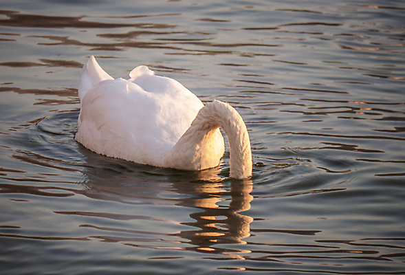 포토 JPG 해외이미지 주간 한마리 호수 사람없음 야외 백조 해외포토 자연요소 1 조류 파일형식 이미지허브