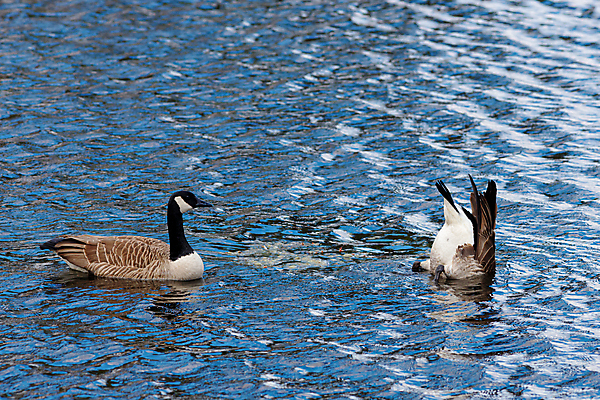 포토 JPG 해외이미지 동물 커플 호수 야생동물 파도 캐나다 신체 조류 표면 낚시 사람없음 물 파란색 수중 수영 쌍 해조류 방목 먹기 다이빙 꼬리 거위 물새 내추럴 수유 해외포토 자연요소 바다 컬러 북아메리카 관계 모션 레저 수상스포츠 해양식물 축산업 수중스포츠 파일형식 이미지허브