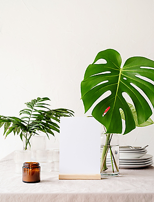 포토 JPG 해외이미지 식물 식기 접시 잎 초 잔 사각프레임 프레임 실내 사람없음 꽃병 흰배경 메뉴판 몬스테라 목업 해외포토 꽃 백그라운드 내부 사각형 흰색 파일형식 이미지허브