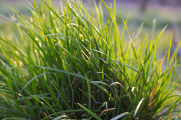 포토 JPG 해외이미지 나무 식물 디자인 외관 공원 백그라운드 잎 밭 자연 벽지 아침 새로움 잔디 사람없음 야외 초록색 울타리 햇빛 우주 정원 봄 새벽 안개 신선 자르기 관목 에코 조경 손질 교외 뒤뜰 원예사 해외포토 주간 자연요소 직업 계절 공공시설 컬러 컨셉 농업 모션 날씨 담장 태양 환경 생태계 파일형식 이미지허브