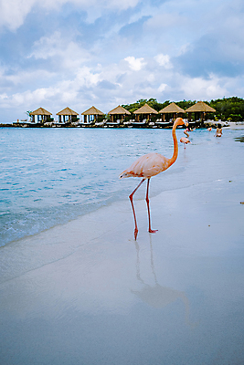 포토 JPG 해외이미지 동물 야생동물 모래 바다 분홍색 섬 여행 백그라운드 자연 조류 휴가 서기 사람없음 야외 물 파란색 컬러풀 뷰티 환경 흰색 플라밍고 깃털 새장 목 내추럴 동물상 이국적 파라다이스 해외포토 자연요소 컬러 모션 신체부위 조형물 생태계 케이지 파일형식 이미지허브