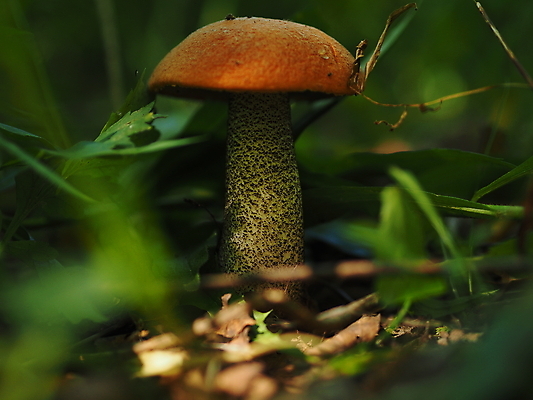 포토 JPG 해외이미지 계절 음식 백그라운드 잎 자연 잔디 사람없음 농작물 갈색 버섯 신선 숲 큼 식용 해외포토 식물 컬러 농업 크기 생태계 파일형식 이미지허브