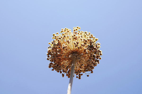 포토 JPG 해외이미지 식물 꽃 줄기 백그라운드 꽃무늬 농업 채소 재료 공 자연 하늘 건조 건강 마늘 사람없음 야외 장식 햇빛 정원 수확 성장 양념 개화 허브 날것 향 카피스페이스 해외포토 산업 무늬 태양 공백 생태계 파일형식 이미지허브