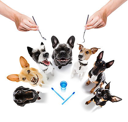 포토 JPG 해외이미지 동물 배너 백그라운드 건강 미소 사람없음 반려동물 뷰티 건강관리 공백 방 흰색 도구 잡기 붓 입 구멍 그룹 개 치아 빨래 칫솔 부식 치과의사 반죽 치약 수의사 송곳니 고립 돌봄 명패 미백 썩음 위생관리 잇몸 줄서기 많음 해외포토 컬러 컨셉 가사 신체 포유류 모션 표정 관리 신체부위 위생용품 의사 소화기관 파일형식 이미지허브