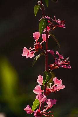 포토 JPG 해외이미지 식물 계절 꽃잎 꽃 분홍색 백그라운드 잎 꽃무늬 자연 사람없음 야외 장식 초록색 컬러풀 뷰티 환경 정원 미국 봄 들꽃 벚꽃 흰색 개화 우아함 원예 캘리포니아 내추럴 삼림지대 해외포토 컬러 컨셉 북아메리카 무늬 취미 숲 생태계 파일형식 이미지허브