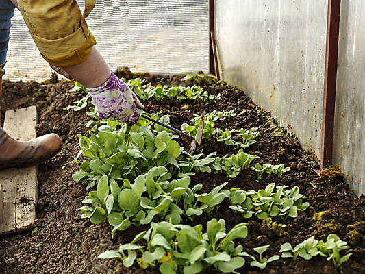 포토 JPG 해외이미지 식물 음식 잎 농업 채소 자연 건강 씨앗 사람없음 초록색 태양 농장 갈색 새싹 봄 수확 신선 작음 유기농 원예 땅바닥 모종 온실 줄서기 총각무 많음 해외포토 자연요소 웰빙 계절 산업 컬러 컨셉 모션 바닥 취미 크기 무 생태계 파일형식 이미지허브