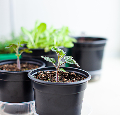 포토 JPG 해외이미지 식물 잎 토마토 사람없음 흙 원예 모종 해외포토 채소 취미 파일형식 이미지허브