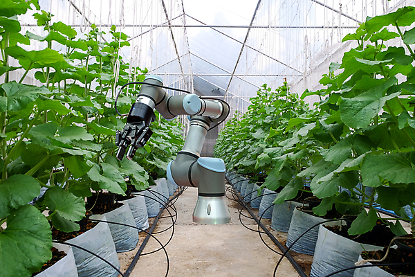 포토 JPG 해외이미지 식물 산업 음식 백그라운드 컨셉 잎 밭 농업 과일 자연 미래 노동자 기술 사람없음 초록색 정원 기계 장비 수확 성장 공구 신선 업무 엔지니어 농부 멜론 스마트 로봇 유기농 팔 혁명 밭일 온실 자동 자동화 제어 줄서기 지능 수평선 획기적 AI_인공지능 해외포토 직업 웰빙 컬러 모션 신체부위 도구 작업 기술자 생태계 파일형식 이미지허브