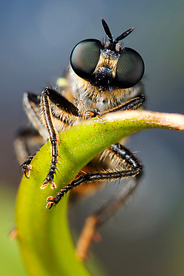 포토 JPG 해외이미지 동물 야생동물 곤충 백그라운드 잎 자연 사람없음 야외 초록색 파란색 뷰티 검은색 닫기 해충 벌레 작음 묘사 내추럴 못생김 해외포토 식물 컬러 모션 크기 생태계 파일형식 이미지허브