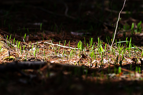 포토 JPG 해외이미지 식물 계절 지구 잎 자연 새로움 그림자 사람없음 야외 초록색 빛 햇빛 태양 새싹 봄 에너지 성장 신선 숲 그늘 부활 리빙 내추럴 광합성 땅바닥 삼림지대 처음 해외포토 자연요소 컬러 컨셉 바닥 생태계 파일형식 이미지허브