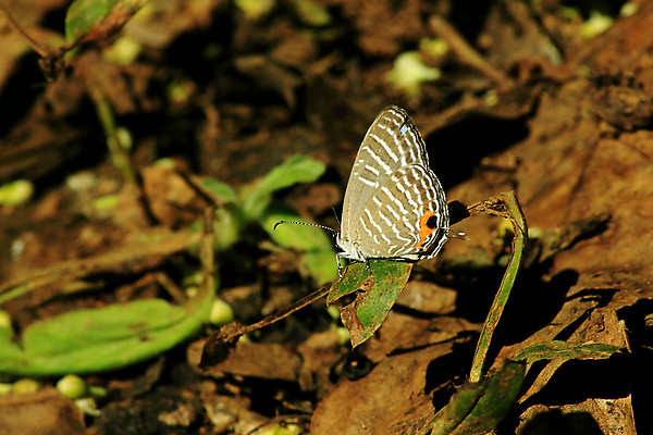 포토 JPG 해외이미지 동물 한마리 꽃 나비 곤충 꽃무늬 날개 자연 날리기 안테나 사람없음 공중 장식 가로 초록색 여름 파란색 컬러풀 햇빛 뷰티 노란색 황혼 자유 흰색 우아함 닫기 벌레 작음 수분 9월 묘사 꽃가루 해외포토 식물 1 계절 컬러 컨셉 무늬 통신 모션 태양 일몰 날짜 크기 가루 생태계 파일형식 이미지허브