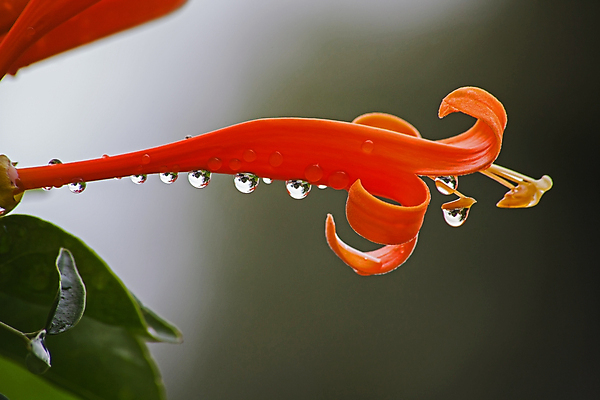 포토 JPG 해외이미지 식물 계절 꽃잎 꽃 줄기 백그라운드 잎 꽃무늬 오렌지 자연 종류 풍경 사람없음 장식 초록색 뷰티 환경 정원 벚꽃 개화 전기에너지 덩굴 원예 꽃가루 포도나무 꽃수술 필라멘트 스타일 해외포토 컬러 무늬 과일 취미 에너지 가루 과일나무 생태계 파일형식 이미지허브