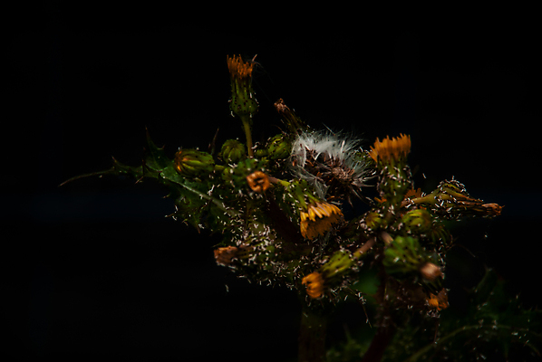 포토 JPG 해외이미지 나무 꽃 백그라운드 딸기 사람없음 초록색 농장 노란색 정원 검은색 신선 해외포토 식물 컬러 농업 과일 파일형식 이미지허브