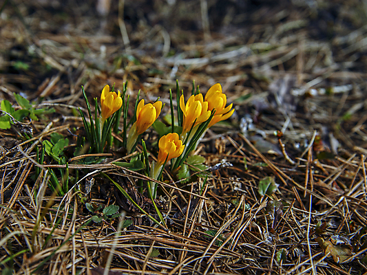 포토 JPG 해외이미지 식물 계절 꽃잎 꽃 백그라운드 잎 꽃무늬 자연 사람없음 야외 초록색 노란색 정원 봄 달력 성장 벚꽃 신선 4월 속도 내추럴 해외포토 컬러 무늬 날짜 생태계 파일형식 이미지허브