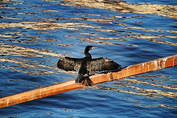 포토 JPG 해외이미지 동물 산업 야생동물 바다 여행 백그라운드 날개 자연 조류 낚시 휴식 어류 사람없음 물 강 컬러풀 뷰티 항구 보트 포르투갈 물새 도루강 옛날 해외포토 자연요소 유럽 컬러 컨셉 배_교통 교통시설 레저 수중동물 생태계 파일형식 이미지허브