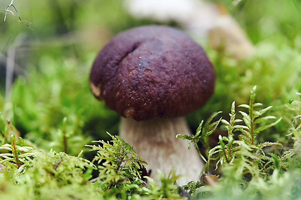 포토 JPG 해외이미지 1 계절 음식 백그라운드 재료 자연 건강 이끼 사람없음 야외 초록색 갈색 버섯 성장 신선 숲 큼 유기농 날것 내추럴 그물버섯 식용 채식주의자 캡모자 해외포토 모자_잡화 웰빙 컬러 크기 생태계 채식 파일형식 이미지허브