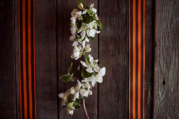 포토 JPG 해외이미지 감정 별 리본 지구 사람없음 빨간색 기쁨 튤립 축하 9 날짜 큼 5월 심볼 전쟁 육군 질서 애국심 소비에트 전국 필승 해외포토 자연요소 꽃 컬러 컨셉 군대 숫자 예절 우승 크기 파일형식 이미지허브