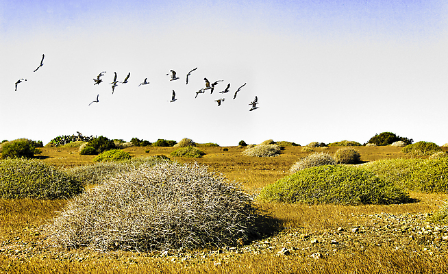포토 JPG 해외이미지 나무 동물 야생동물 바다 로우앵글 섬 여행 모션 자연 갈매기 조류 하늘 휴가 사람없음 야외 공중 가로 파란색 컬러풀 맑음 스페인 지중해 글라이더 넘어짐 알리칸테 해외포토 식물 유럽 뷰포인트 컬러 날씨 생태계 파일형식 이미지허브