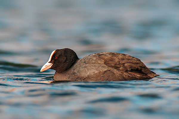 포토 JPG 해외이미지 동물 여자 남자 유럽 호수 야생동물 날개 자연 조류 성인 사람없음 야외 물 강 뷰티 반사 갈색 환경 검은색 수영 연못 황무지 습지 큼 깃털 부리 갈기 물새 내추럴 동물상 해외포토 자연요소 나라 컬러 사람 조형물 수상스포츠 크기 생태계 파일형식 이미지허브