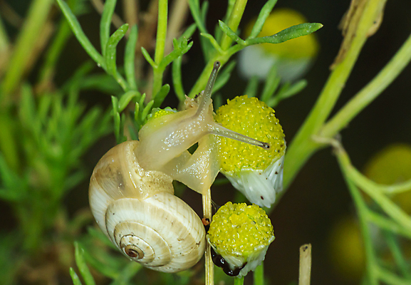 포토 JPG 해외이미지 주간 한마리 사람없음 야외 아웃포커스 오르기 기어가기 잎줄기 해외포토 자연요소 1 줄기 모션 촬영기법 파일형식 이미지허브