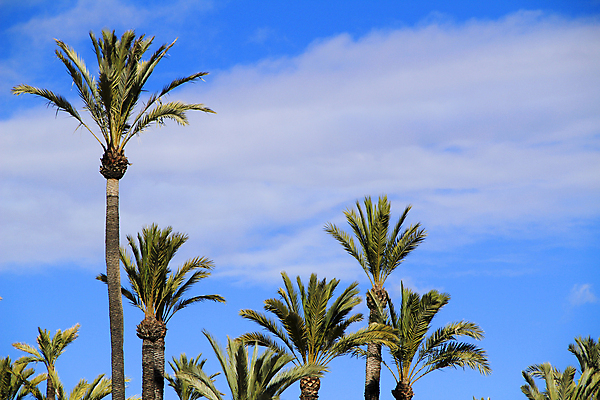 포토 JPG 해외이미지 하늘 사람없음 야자수 해외포토 나무 파일형식 이미지허브